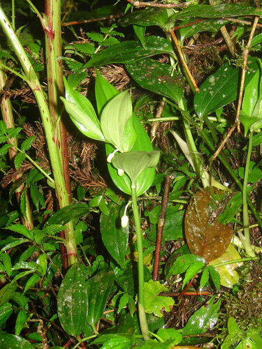 Disporopsis pernyi (Pernyi's Disporopsis) (alternate view 5)