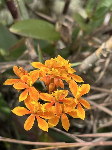 Epidendrum ibaguense (Reed Orchid)