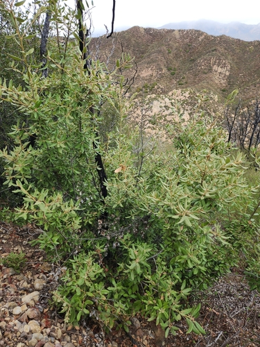 Notholithocarpus densiflorus (Tanoak) (alternate view 2)