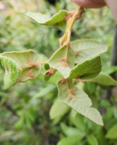Notholithocarpus densiflorus (Tanoak) (alternate view 3)