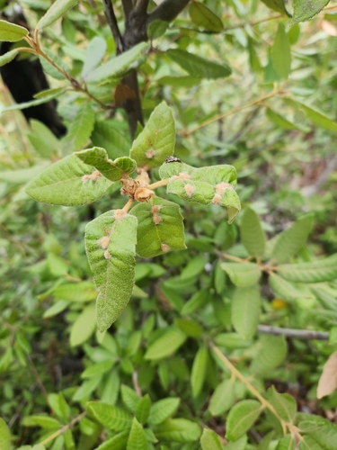 Notholithocarpus densiflorus (Tanoak) (alternate view 4)