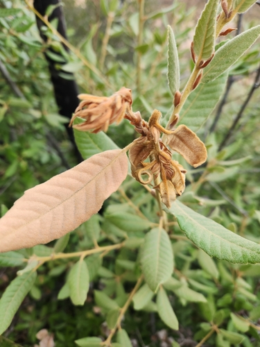 Notholithocarpus densiflorus (Tanoak) (alternate view 5)