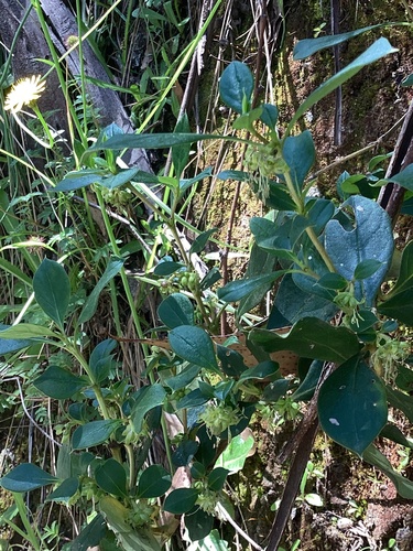 Coprosma hirtella (Rough Coprosma)