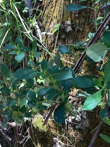 Coprosma hirtella (Rough Coprosma) (alternate view 2)