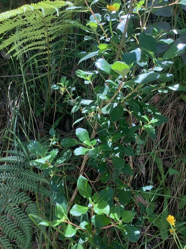 Coprosma hirtella (Rough Coprosma) (alternate view 3)