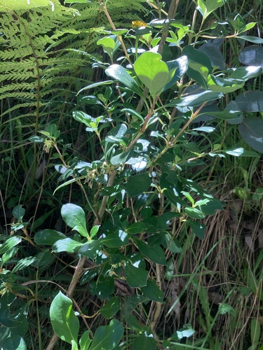 Coprosma hirtella (Rough Coprosma) (alternate view 4)