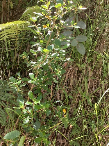 Coprosma hirtella (Rough Coprosma) (alternate view 5)