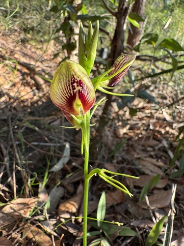 Cryptostylis erecta (bonnet orchid)
