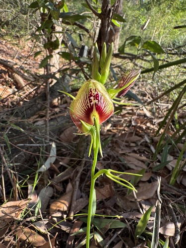 Cryptostylis erecta (bonnet orchid) (alternate view 2)