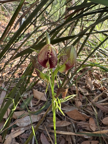 Cryptostylis erecta (bonnet orchid) (alternate view 3)