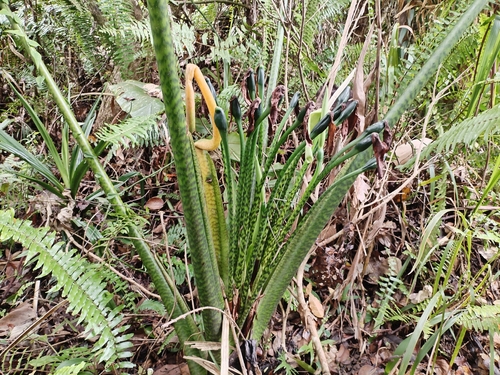 Alocasia zebrina (Zebra Alocasia)