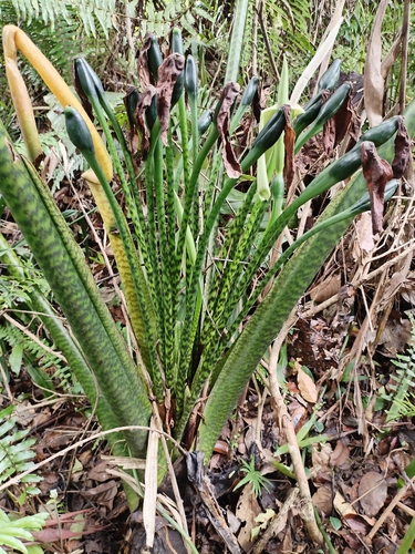 Alocasia zebrina (Zebra Alocasia)