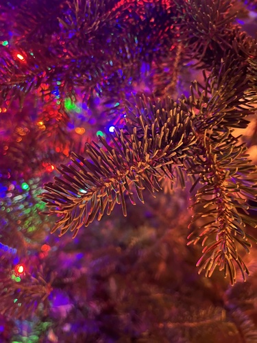 Abies balsamea (Balsam Fir)