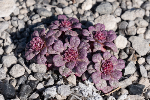 Calyptridium (pussypaws) (alternate view 5)