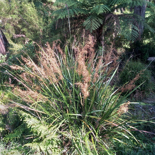 Lepidosperma elatius (tall sword-sedge) (alternate view 4)