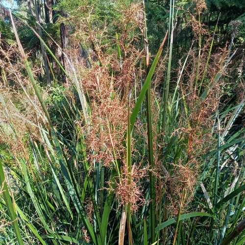 Lepidosperma elatius (tall sword-sedge) (alternate view 5)