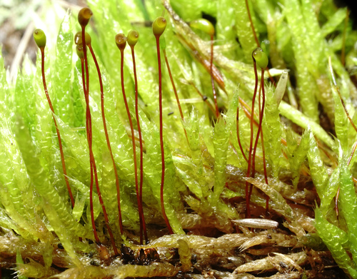 Brachythecium albicans (Whitish Feather-moss)