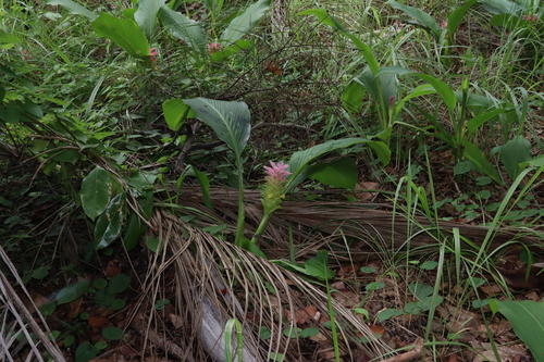 Curcuma (turmerics) (alternate view 11)