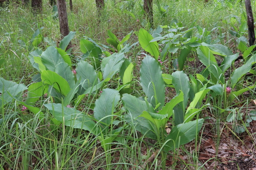 Curcuma (turmerics) (alternate view 10)