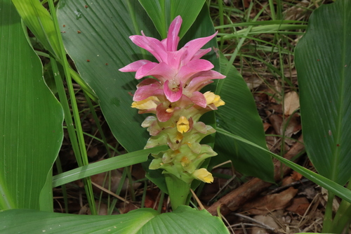 Curcuma (turmerics) (alternate view 8)