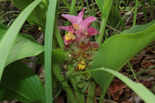 Curcuma (turmerics) (alternate view 12)