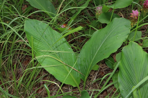 Curcuma (turmerics) (alternate view 9)