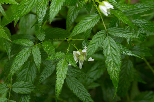Rubus rosifolius (roseleaf bramble) (alternate view 2)