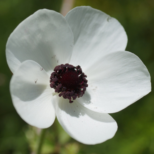 Ranunculus asiaticus (Persian Buttercup)