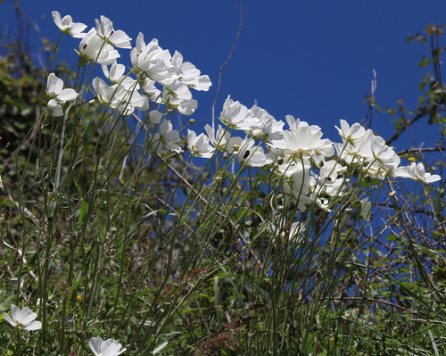 Ranunculus asiaticus (Persian Buttercup)