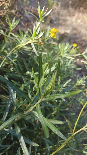 Senecio linearifolius (fireweed groundsel) (alternate view 2)