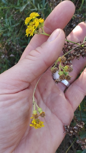 Senecio linearifolius (fireweed groundsel) (alternate view 3)