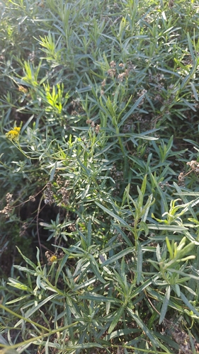 Senecio linearifolius (fireweed groundsel) (alternate view 4)