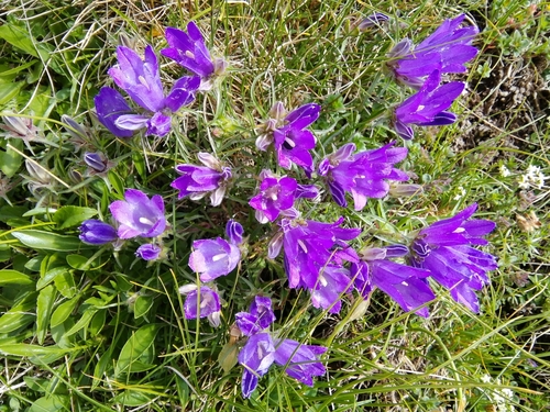 Edraianthus graminifolius (Grassy Bells)