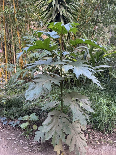 Solanum chrysotrichum (giant devil's-fig) (alternate view 5)