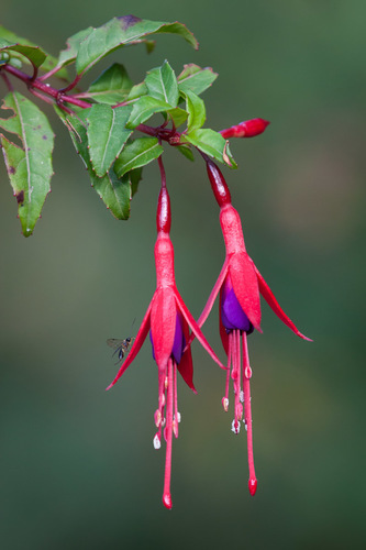 Fuchsia magellanica (hardy fuchsia) (alternate view 10)