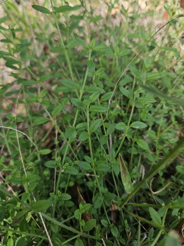 Gonocarpus teucrioides (Raspwort) (alternate view 3)