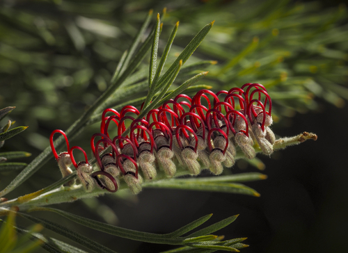 Grevillea (Grevilleas) (alternate view 2)