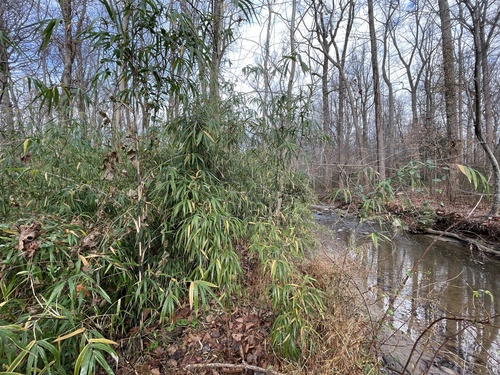 Arundinaria gigantea (river cane) (alternate view 7)