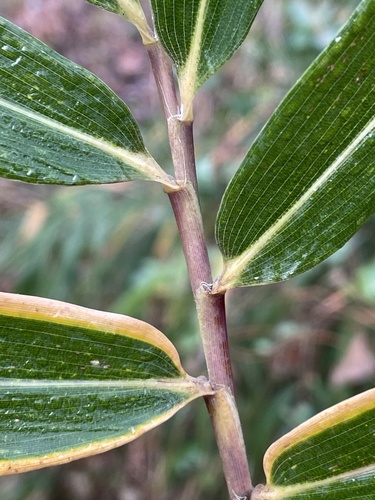 Arundinaria gigantea (river cane) (alternate view 8)