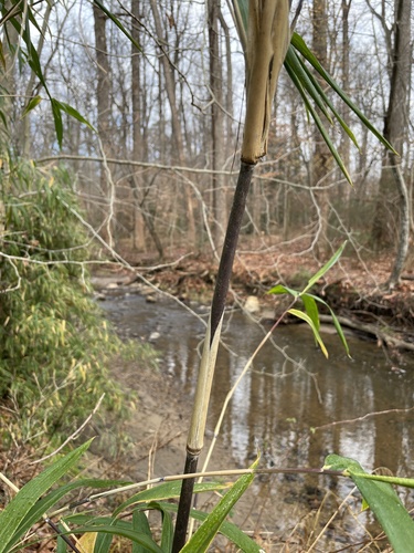 Arundinaria gigantea (river cane) (alternate view 9)