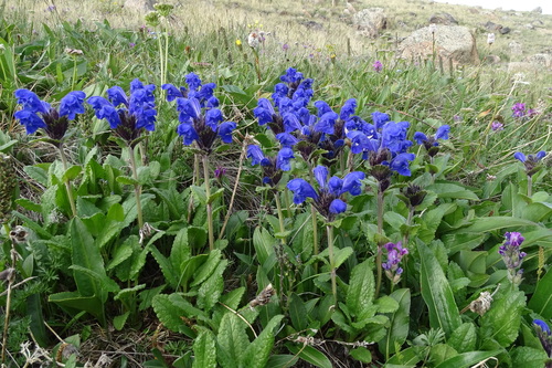 Dracocephalum grandiflorum (Large-flowered Dragonhead)
