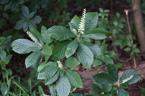 Clethra alnifolia (summersweet, sweet pepperbush)