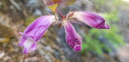 Nothochelone nemorosa (Woodland Beardtongue) (alternate view 2)