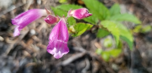 Nothochelone nemorosa (Woodland Beardtongue) (alternate view 5)