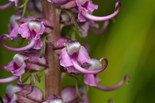 Pedicularis groenlandica (Elephant's-Head lousewort)