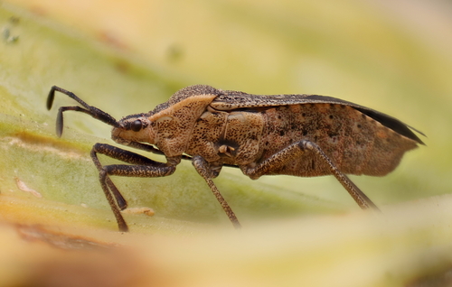 Anasa tristis (Squash Bug)