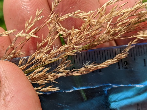 Calamagrostis canadensis (bluejoint)