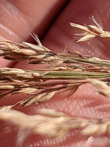 Calamagrostis canadensis (bluejoint)