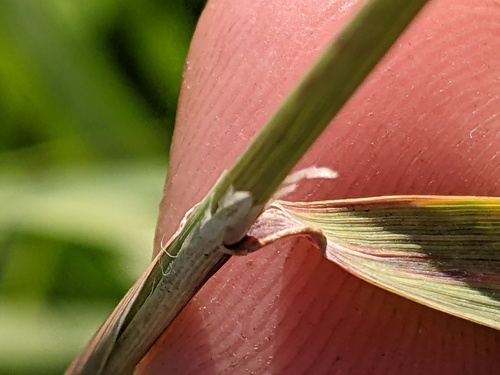 Calamagrostis canadensis (bluejoint)