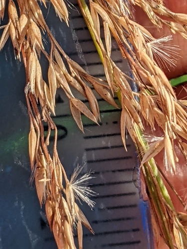 Calamagrostis canadensis (bluejoint)